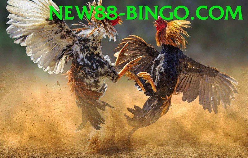 Đá Gà Trực Tiếp - new88 - Game