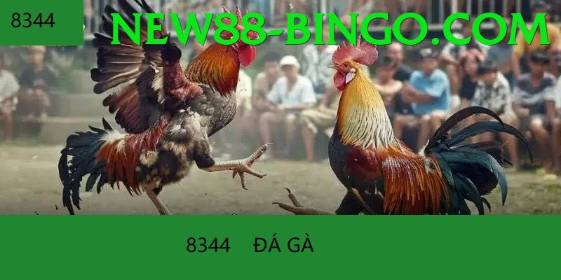 Trường Đấu Đá Gà Chuyên Nghiệp - Top server